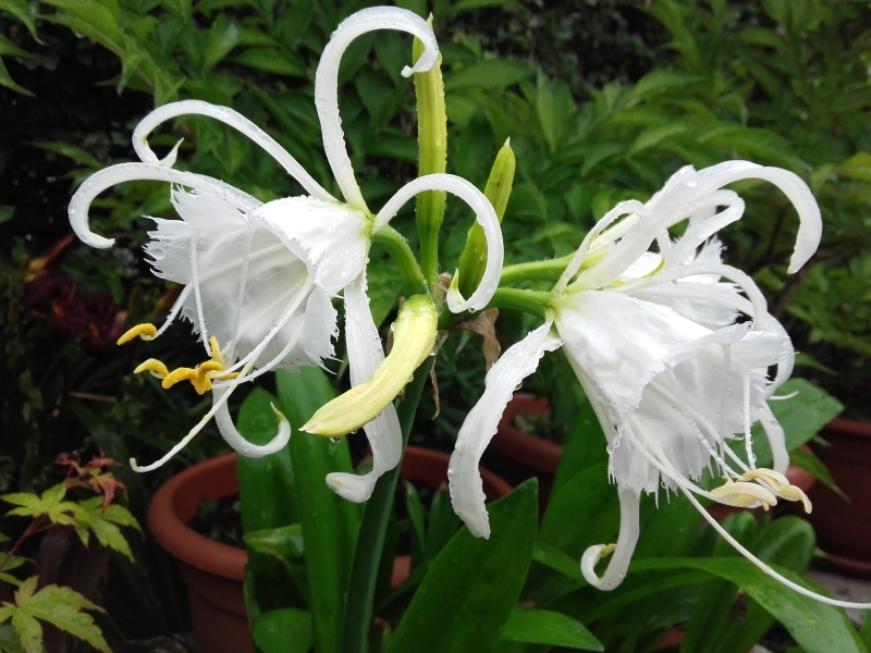 Fragrant HYMENOCALLIS FESTALIS _ PERUVIAN DAFFODIL _ ISMENE _Flowering ...